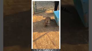 cute tiger cubs in a zoo shorts shortvideo [upl. by Bradeord]