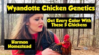 Wyandotte Chicken Genetics Get Every Color With These 5 Chickens [upl. by Rosati]