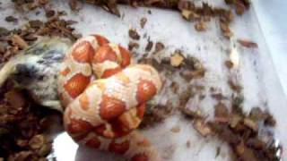 Corn Snake Trying to Constrict Gerbil [upl. by Leanard355]