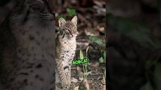 6 Types of Wildcats Found in North America  lion animalfacts wildlife bobcat [upl. by Lytton412]