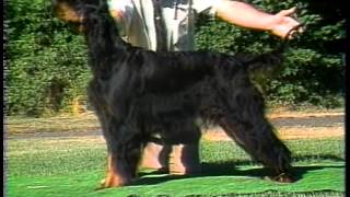 Gordon Setter  AKC Dog Breed Series [upl. by Vil381]