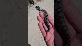 This Snake Plays Dead When You Touch It But WHY shorts snakebe hognosesnake [upl. by Samson587]