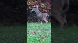 Buck With Battle Wounds hunting whitetaildeer bucks [upl. by Farra]