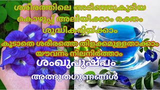 ശരീരത്തിലെഅടിഞ്ഞുകൂടിയ കൊഴുപ്പ് അലിയിക്കാം രക്തം ശുദ്ധികരിയ്ക്കാം benefits of Convolvulus prostratus [upl. by Siuluj232]