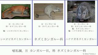 哺乳綱 目 カンガルー目 科 ネズミカンガルー科 mammal サバクネズミカンガルー シロオビネズミカンガルー Diprotodontia Vital アカフサオネズミカンガルー Heads [upl. by Novj]