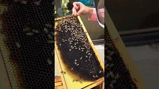 Beekeeping in South Florida greentropicalnursery [upl. by Niboc429]