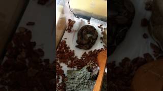 Baby Nicaraguan boa eats hopper mouse [upl. by Seugram]