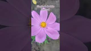 462 cosmos plant Mexican astercare [upl. by Nnalyrehs]