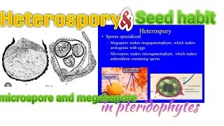 biology  Heterospory and Seed habit  inpteridophytes [upl. by Celka]