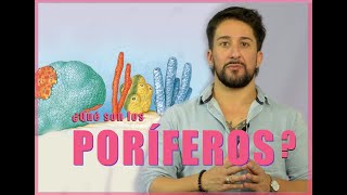 ¿Qué son los poríferos [upl. by Ettennil]