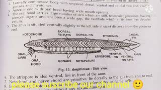 branchiostoma amphioxus classificationzoology practical bsccomments on branchiostoma  amphioxus [upl. by Jos]