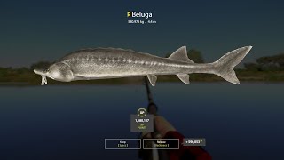 Russian Fishing 4 Trophy Beluga [upl. by Aik]