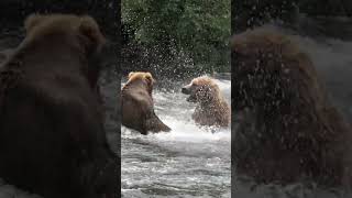 Battle of the Bears Two Massive Brown Bears Fight Over a Salmon [upl. by Enetsuj226]