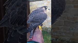 PEREGRINE TIERCEL [upl. by Maro896]