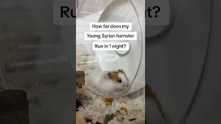 How far does my hamster travel on his wheel 🤯 hamsters pets shorts fyp [upl. by Ajan]