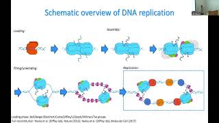 NGBS2022 Talk 5 Dynamic motion during loading and activation of the yeast Replisome  Nynke Dekker [upl. by Ruiz]