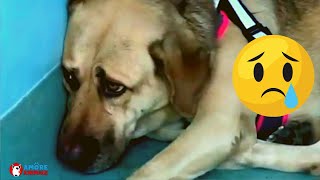 Il commovente video di un cane traumatizzato Dopo ladozione torna la felicità [upl. by Mountford]