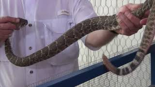 Mangum Oklahoma Rattlesnake Venom Extraction 2013 [upl. by Wettam]