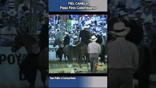 PIEL CANELAEXPO INTERNACIONAL MEDELLÍN 1997 pasofino caballos shortsvideo horse [upl. by Flanigan]