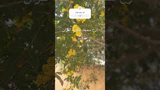 ارح سمعك بتلاوة القرآن [upl. by Ivey]