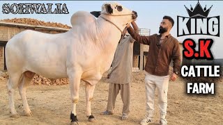 SK CATTLE FARM  MOST BIGGEST BULLS 20256  FATEH JANG BULLS  HOUSE DHANI BULLS BREEDING SETUP [upl. by Addi]