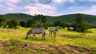 TOURING MAASAI MARA”GAME DRIVE “❤️💯 [upl. by Ellehcen186]