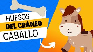 Aprendiendo  Osteologia del cráneo del 🐎🐎 EQUINO [upl. by Retse402]