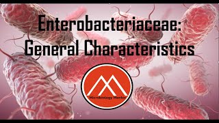 Enterobacteriaceae Enterobacterales GRAMNEGATIVE ENTERIC BACILLI ecoli bacteriology biology [upl. by Hertzfeld938]