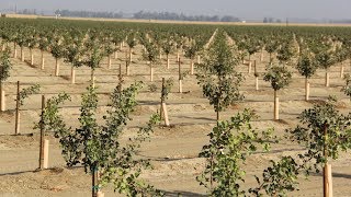 Pistachio Orchard Nutrient Management 101 with Bob Beede [upl. by Aehsat]