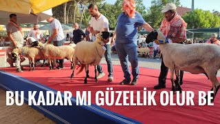 İZMİR ÇEŞME SAKIZ KOÇ KOYUN FESTİVALİ [upl. by Shani]