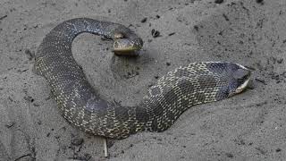 Eastern hognose snake threat display [upl. by Nitsoj385]