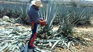 agave plant harvesting video [upl. by Shimkus998]