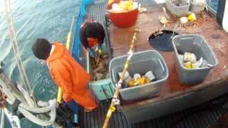 Commercial Dungeness Crab Fishing [upl. by Chard396]