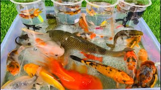 Unboxing Koi fish Betta fish goldfish colorful fish turtles lobsters broomstick fish catfish [upl. by Bronk]