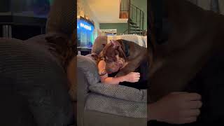 Giant XL Bully love xlbully dogbreed shortsvideo [upl. by Hilda720]