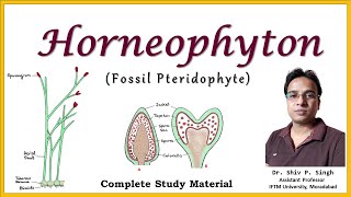 Horneophyton  A fossil Pteridophyte  BSc Botany  MSc Botany [upl. by Mccoy789]