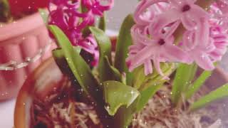 Hyacinth full blooms l Gardening Australia [upl. by Farver]