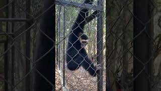 Amazing Gibbon speaking sound [upl. by Merkley]