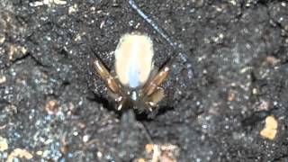 Part 2 of 2 Trapdoor spider building new home [upl. by Stubstad]