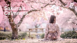 🌸Sakura’s Calmness 🍂Relaxing to Japanese Koto and Sanyoku Melodies Amidst Falling Cherry Blossoms [upl. by Younglove]