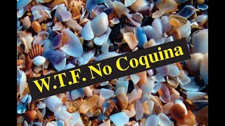 WTF No Coquina Your Best Damn Surf Fishing Report 091924 Please subscribe for updates [upl. by Atokad]