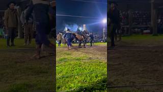 Semana farroupilha de Arroio Grande rodeio gaucho cultura caballos jinete [upl. by Amathist]