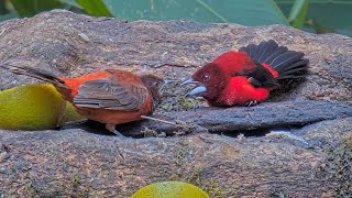 Crimsonbacked Tanager Showdown Male vs Female for Food in Panama – Sept 30 2024 [upl. by Assilaj]