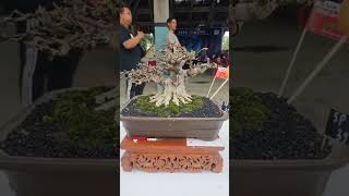 Part 19 Road To Aspac 2024 Ranting Bosman PBBI Gianyar Bali bonsai bonsaitree bonsaiindonesia [upl. by Kciwdahc]