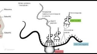 Tipi di RNA  Biologia per i test di ammissione [upl. by Catriona]