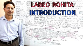 Labeo Rohita Introduction [upl. by Nillek]