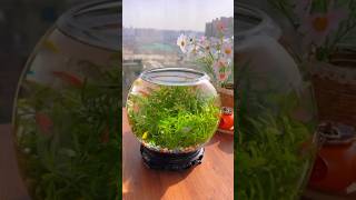 Fish pot ideas fish fishpot shorts [upl. by Rabma892]