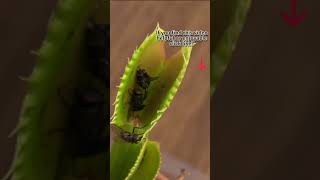 Feeding A Venus Fly Trap  Beginner Venus Flytrap Care Tips  Venus Flytraps Eating [upl. by Emlen901]