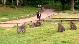 Monkey fight at Trentham Monkey Forest  Macaque vs Macaques [upl. by Polivy10]