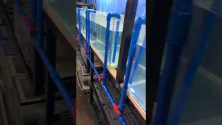 diy automatic siphon system for multiple aquarium [upl. by Brezin275]